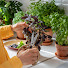 JpzeF509nO8-channel-avatar-Garden Inspiring