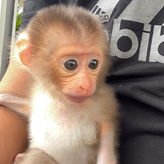 Monkeykiki668