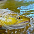 5rg1vldPJFE-channel-avatar-Fly Fishing in Slovakia