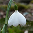 uJpcloCGCcU-channel-avatar-Leenan Puolivilli Puutarha