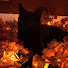 T62mkplEGmQ-channel-avatar-Bacon375