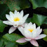 _2njEYqy2t8-channel-avatar-Karaniya Dhamma Channel