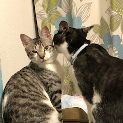 猫館【ネコヤカタ】