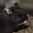 7XS2Va8_5oY-channel-avatar-HamsterGains