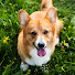cVsQnW2k6nE-channel-avatar-Loui der Corgi