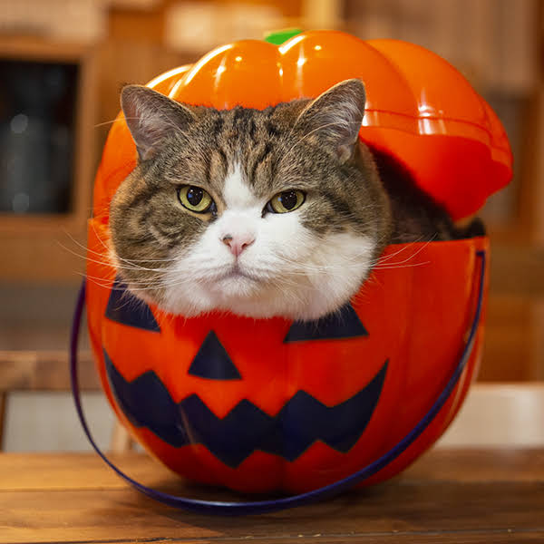 maruさま2032 Maru finally got angry at Japanese macaques. - YouTube