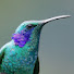 u4kPyWvJaY4-channel-avatar-Global Birding