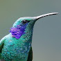 Global Birding logo