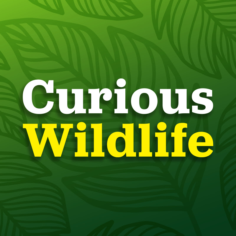 Curious Wildlife