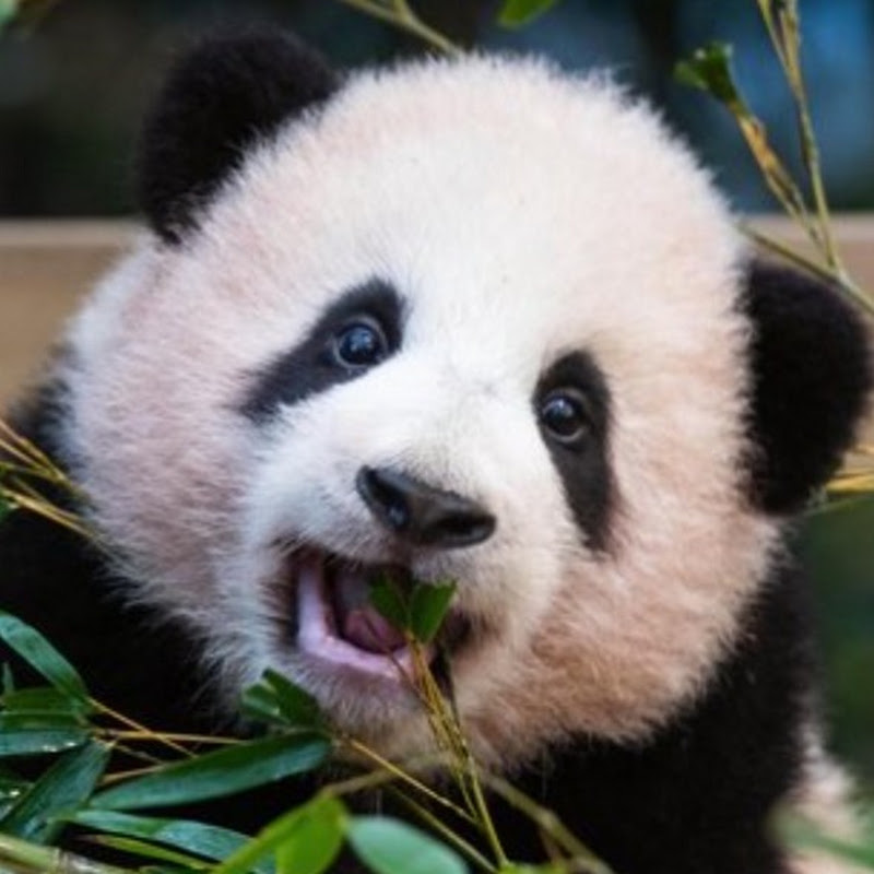 펀더 tv panda