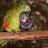 Parrot and Birds