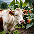 3I4OycwKOD8-channel-avatar-Rural Food