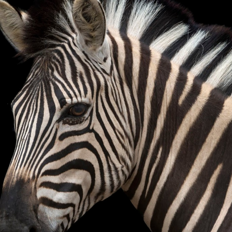 jamie zebra23