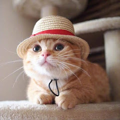 萌宠搞笑集合アイコン画像