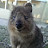 @TheLittleQuokka Avatar
