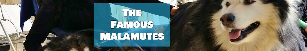 The Famous Malamutes Avatar de chaîne YouTube