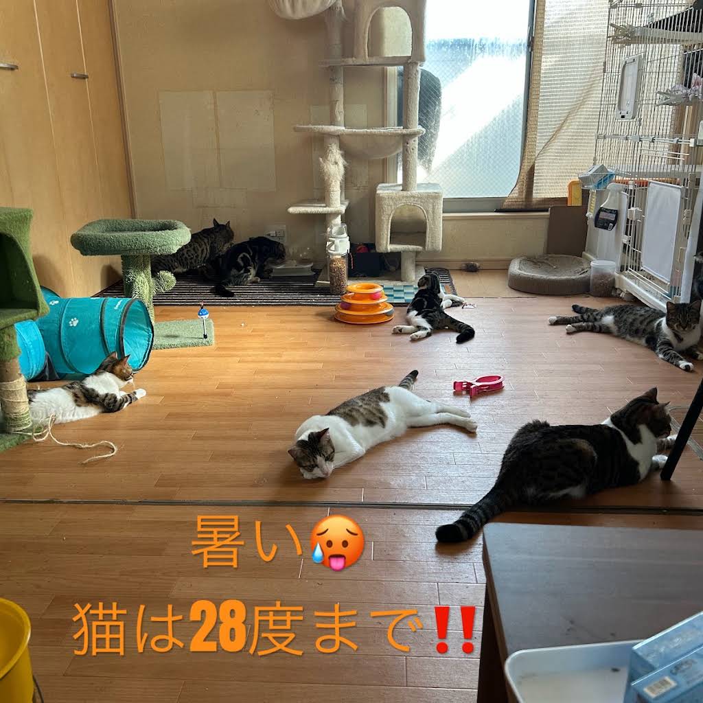 Post from 猫屋敷 - YouTube