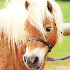 Shetland Pony Club
