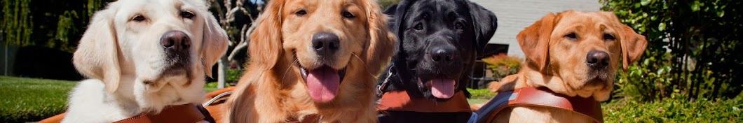 Guide Dogs for the Blind YouTube-Kanal-Avatar