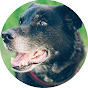 Adopt a Dog in Nashville, TN YouTube Profile Photo