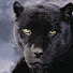 XyQ_Fd3zafA-channel-avatar- Puma_91__