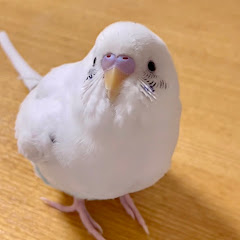おしゃべりインコてんちゃんアイコン画像