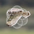 sNAECn_dTj0-channel-avatar-Rewilding | Nature Recovery at Broughton Sanctuary