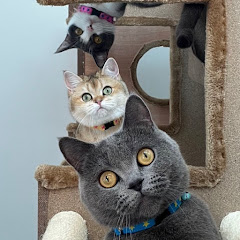 猫とインコアイコン画像