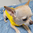 @dogs.583