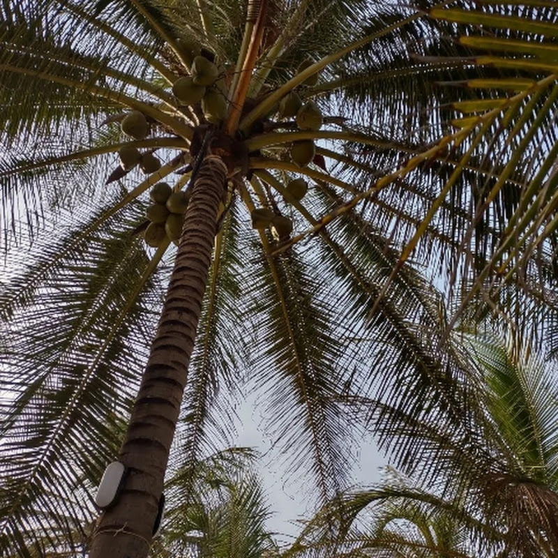 The Pretty Jungle