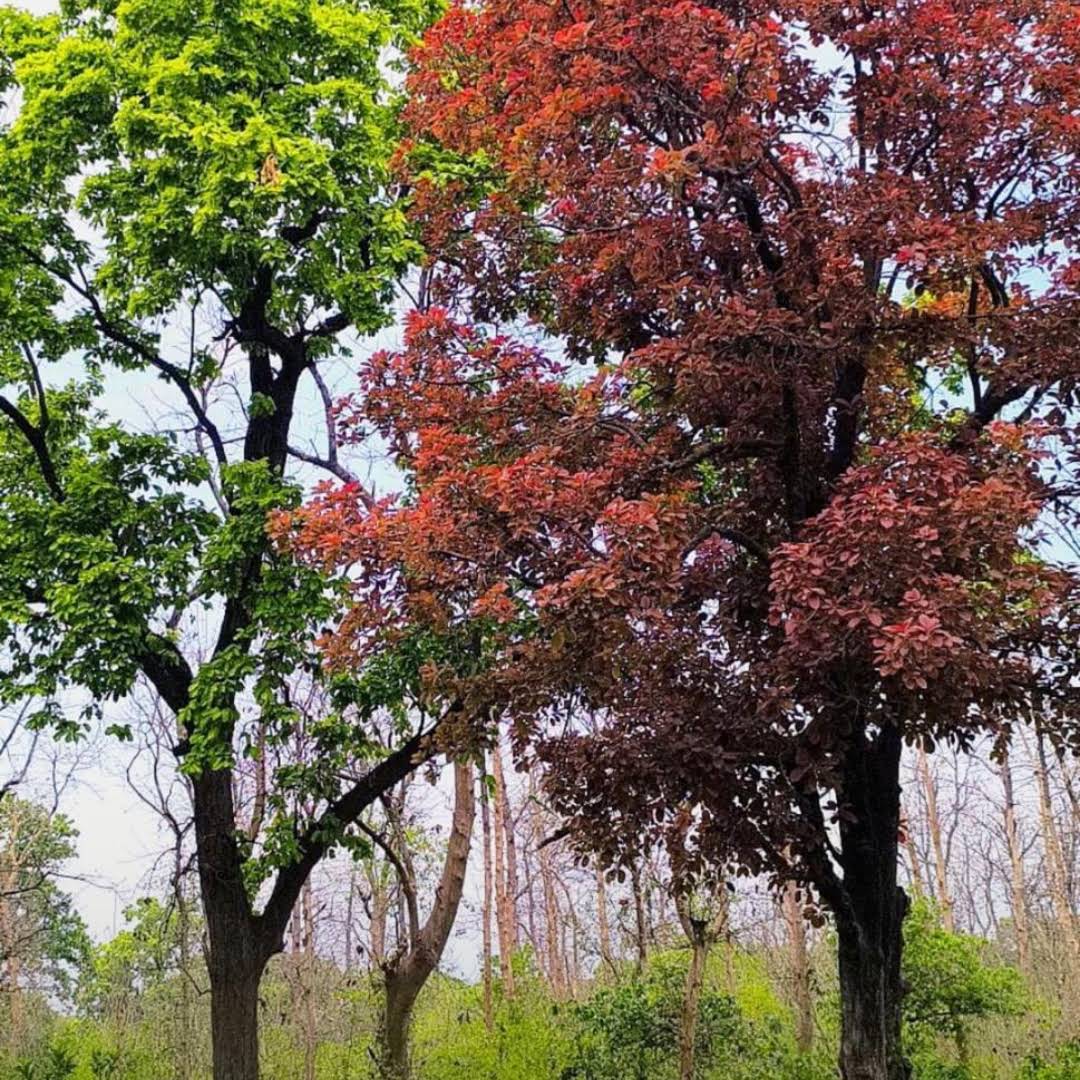 Post from forester(Nature saviour)