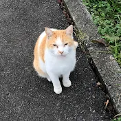 Cat & Fish 猫と魚