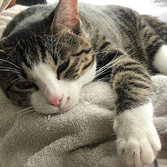 [ 猫ミルクのお部屋 ]アイコン画像