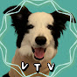 [VICTOR TV] 보더콜리 빅타 Victor, Border collie logo