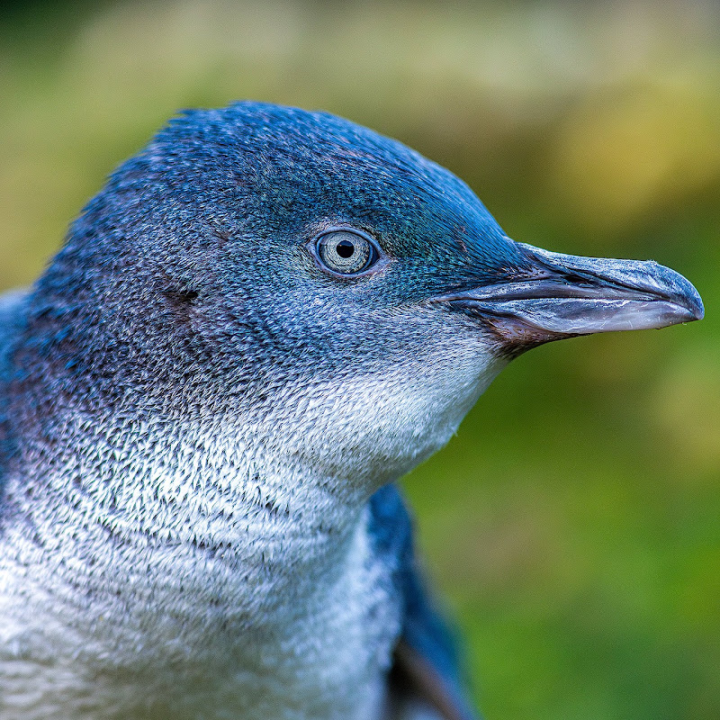 Ōamaru Penguins thumbnail