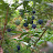 @blueberry-e3r
