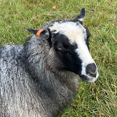 LOFOTEN WOOL 