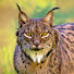 99KTQpXuXt8-channel-avatar-Jos Lynx