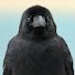 htEWlb6c4SQ-channel-avatar-カラシュ