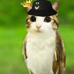 ;D Meowlアイコン画像