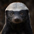 -B9PrqoJSBE-channel-avatar-Animal Nature Matrix