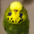 DIHZXx88HSc-channel-avatar-Budgerigar