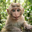 XE-ELtMGf_M-channel-avatar-Khchaw Monkey