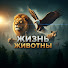 IB6QiHtX31M-channel-avatar-Жизнь животных