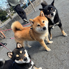 豆柴まめあずきごまアイコン画像