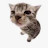 @Meowtation10