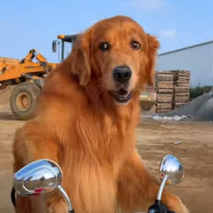 轮胎粑粑アイコン画像