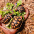 aXshm8wVjsI-channel-avatar-HalfShell Haven