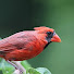 qKASaNQFF3Y-channel-avatar-Mills Wildlife | South Carolina Bird Feeder LIVE
