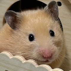 キンクマちくわアイコン画像
